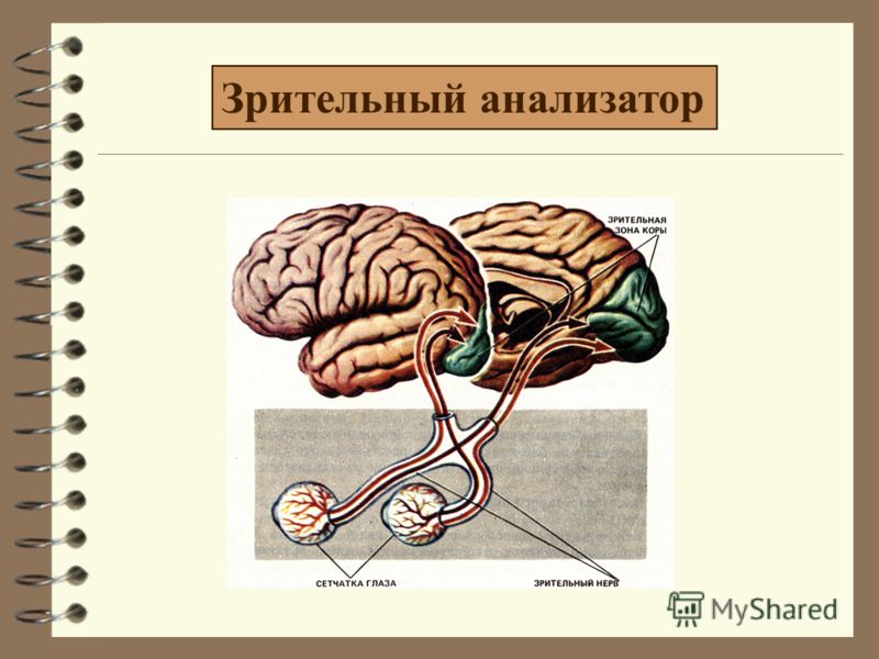 Зрительный рецепторный отдел