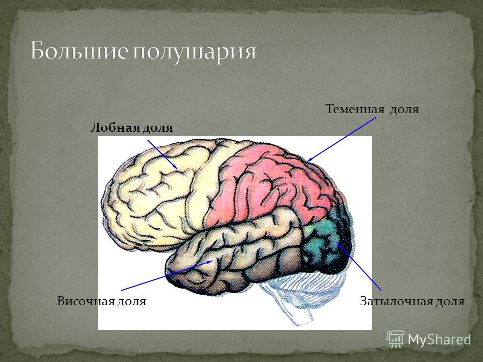 Большие полушария головного мозга функции и строение. Большие полушария функции. Доли полушария большого мозга строение и функция. Функции большого полушария головного кратко. Рисунок доли полушария и их функции.