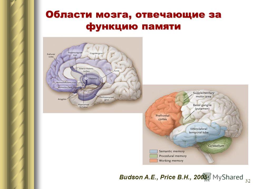 Центр памяти. Отдел мозга отвечающий за память. Отделы мозга отвечающие за внимание.