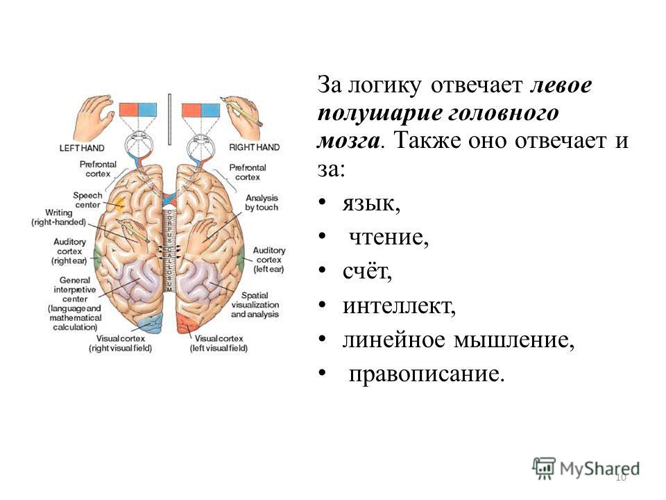 За что отвечает правое полушарие