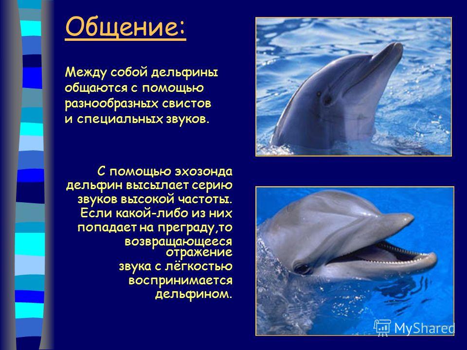 Дельфин какой звук. Общение дельфинов. Дельфины общение. Имена для дельфинов. Дельфины общаются.