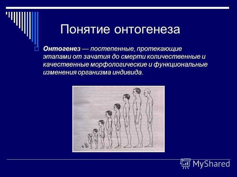 Индивидуальное развитие детей. Термин онтогенез. Понятие об онтогенезе человека.