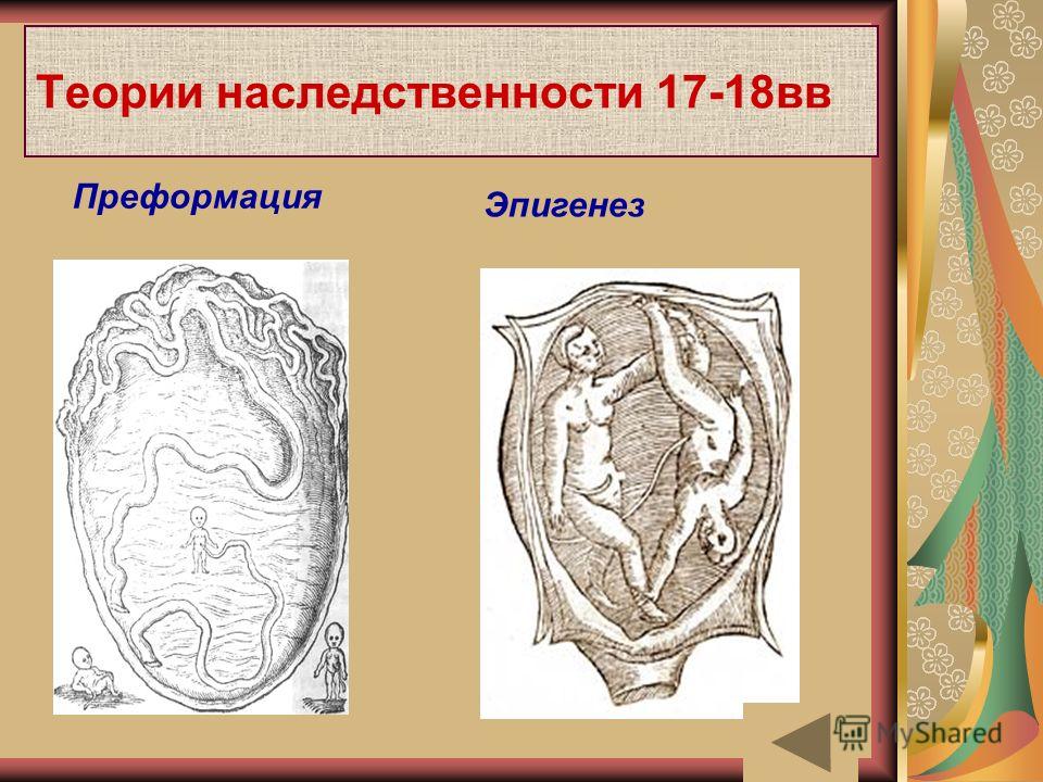 Эпигенез. Преформизм и эпигенез. Эпигенез эмбриология. Теория эпигенеза.