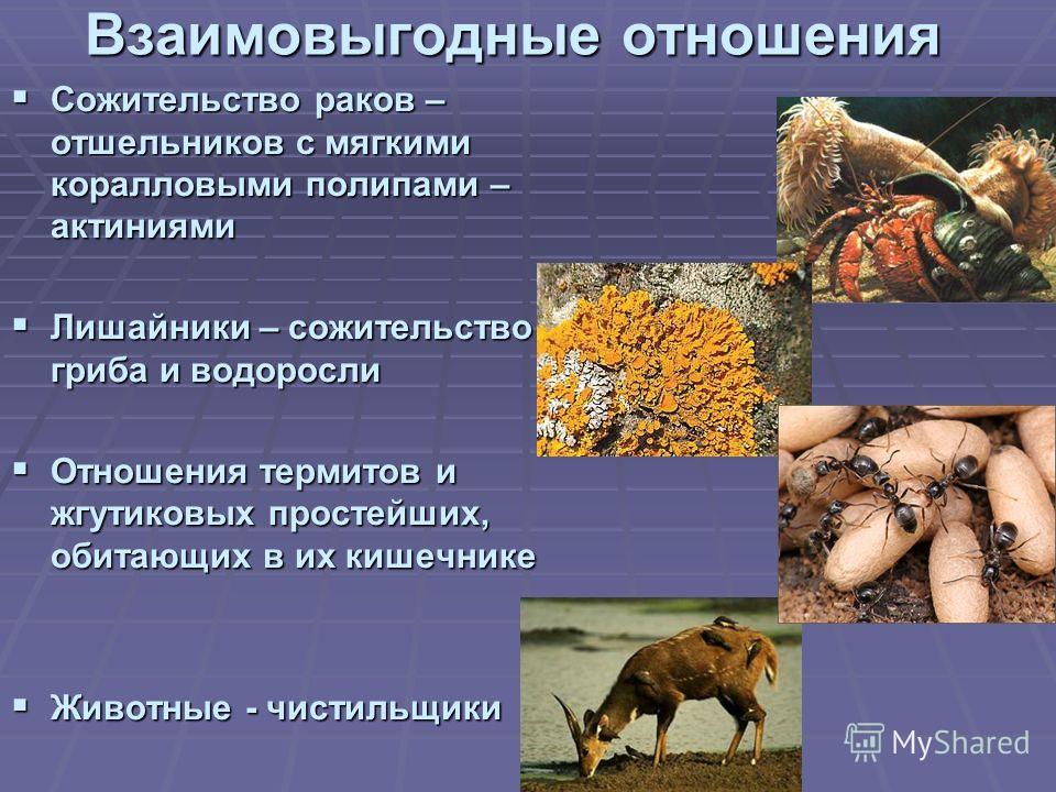 Биологические связи. Взаимовыгодные отношения организмов. Взаимновнедные отношения организмов. Взаимовыгодные отношения между животными. Взаимовыгодные отношения в природе.