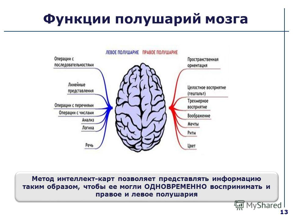 Правое и левое полушарие за что отвечают