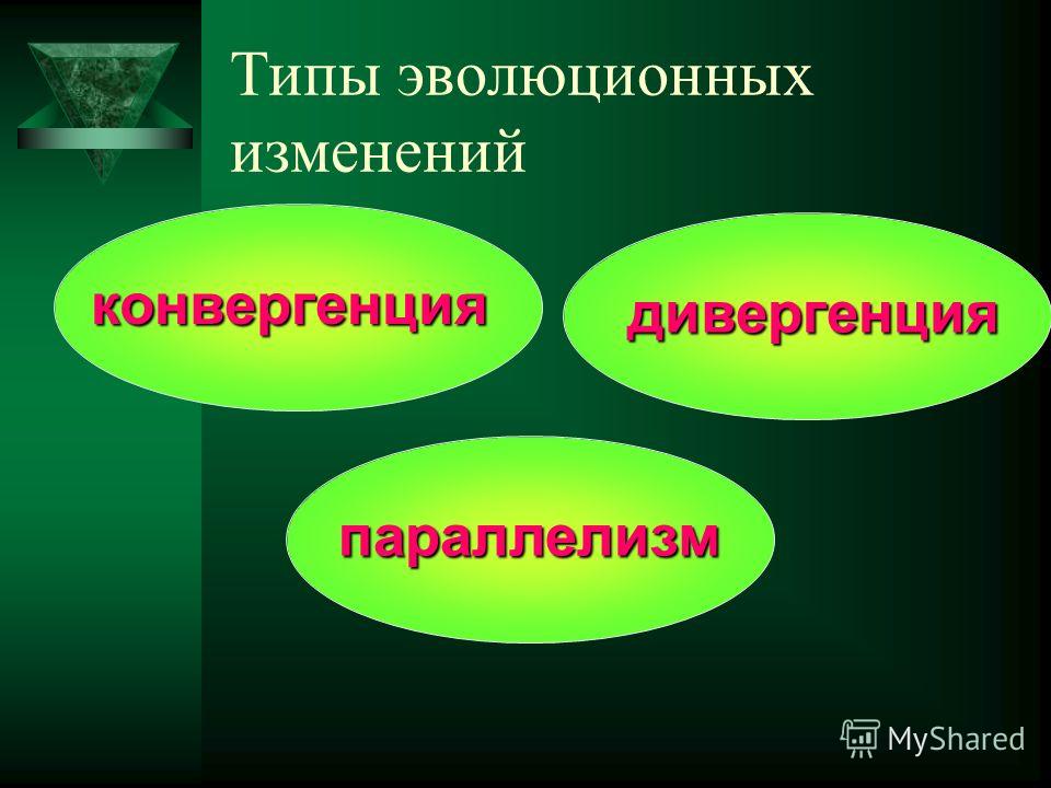 Виды эволюции. Типы эволюционных изменений. Основные типы эволюционных изменений. Типы эволюционных изменений параллелизм параллелизм. Урок типы эволюционных изменений.