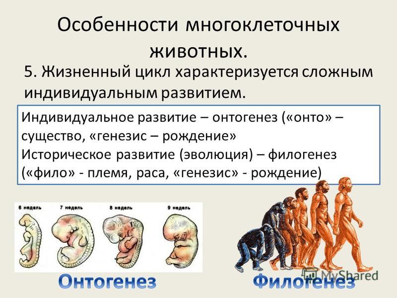 Понятия период онтогенеза. Индивидуальное развитие онтогенез. Стадии развития организма. Онтогенез и филогенез. Периоды развития человека в онтогенезе.