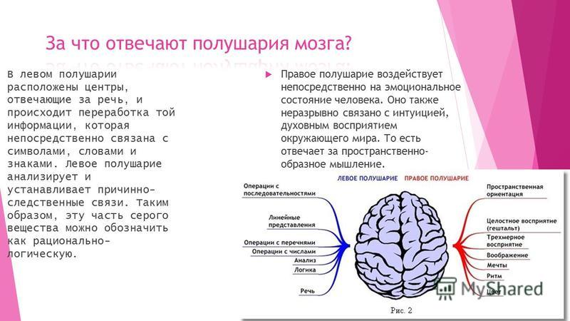 Какие функции выполняет полушария мозга. Полушария мозга. Человеческий мозг полушария. За что отвечает левое полушарие. Левое полушарие мозга.