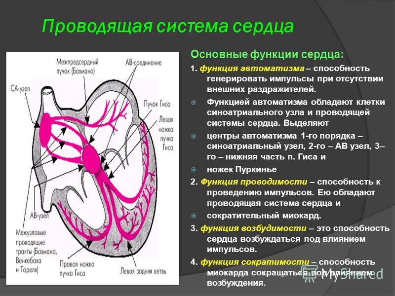 Автоматизм движения. Проводящая система сердца и центры АВТОМАТИЗМА. Функции синоатриального узла сердца. Строение проводящей системы сердца.