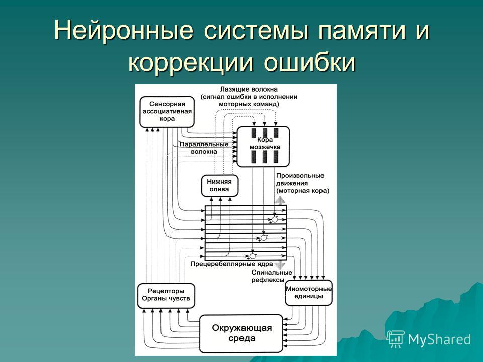 Процедурная и декларативная память презентация