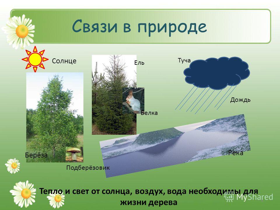 Например природу. Взаимосвязи в природе. Связи в природе 2 класс. Взаимосвязь объектов природы. Взаимосвязь в природе примеры.