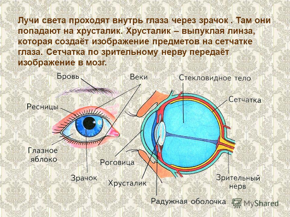 Что означает есть глазами. Части глаза человека. Строение человеческого глаза. Строение глаза внутри. Орган зрения схема.
