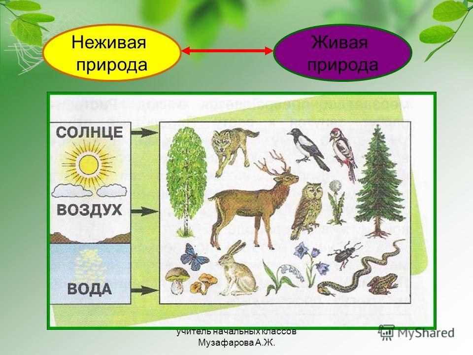 Неживая и живая природа весной презентация окружающий мир 2 класс плешаков