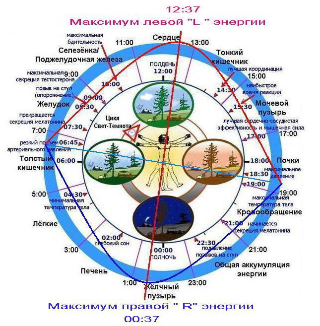 Схема циркадного ритма человека биологические часы и примерный суточный ритм органов