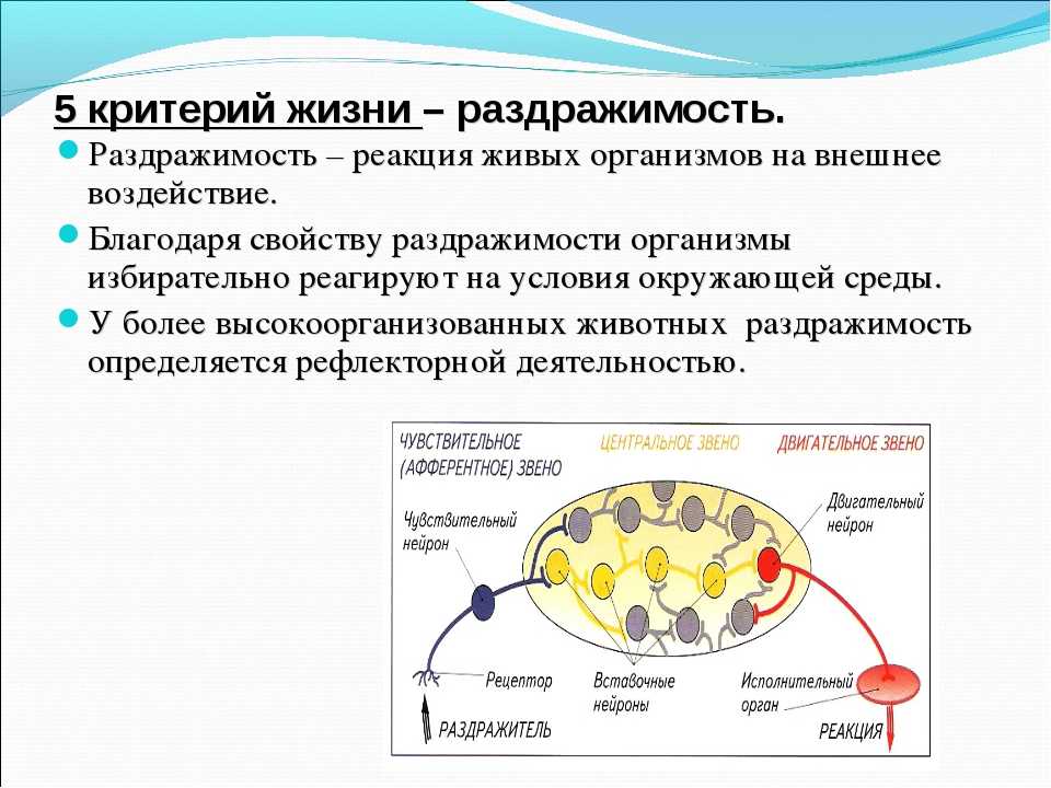 Что такое раздражимость. Раздражимость клетки. Раздражительность это в биологии. Раздражимость клетки 5 класс. Процесс раздражимости клетки.