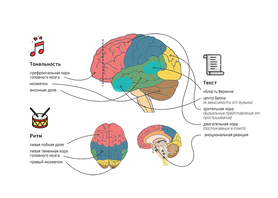 Языки влияют на мозга. Отделы мозга отвечающие. Зоны мозга за что отвечают. Участки мозга за что отвечают.