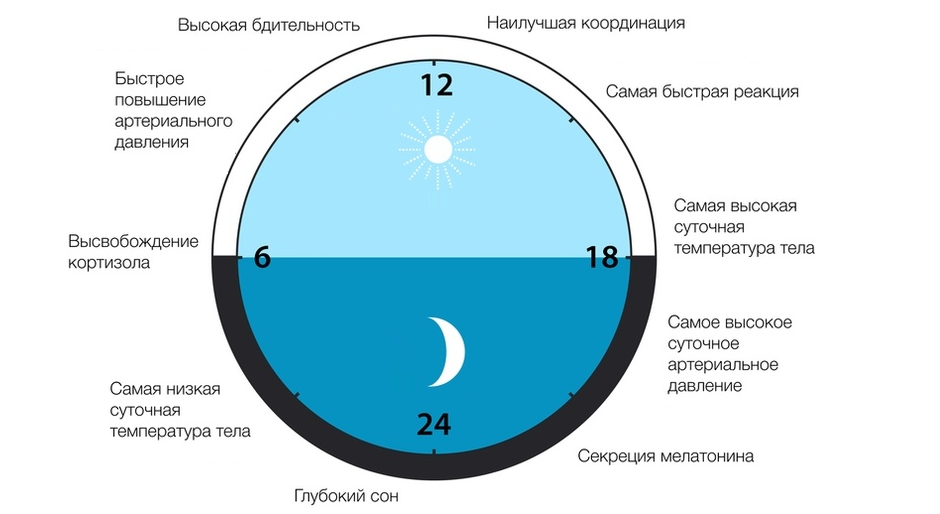 Схема циркадного ритма человека биологические часы и примерный суточный ритм органов