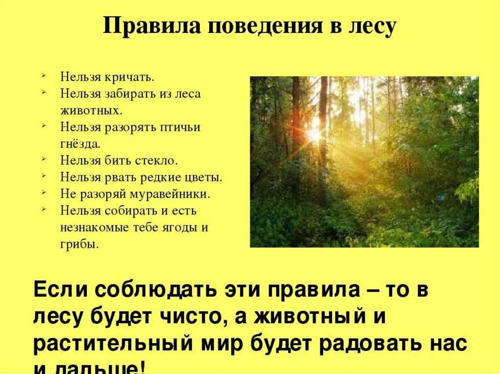 Лес летом план. Памятка о правилах поведения в лесу. Правила поведения в Дему. ПРАВИЛАПОВЕДЕНИЕ В лесу. Правила поведения АВ лесу.