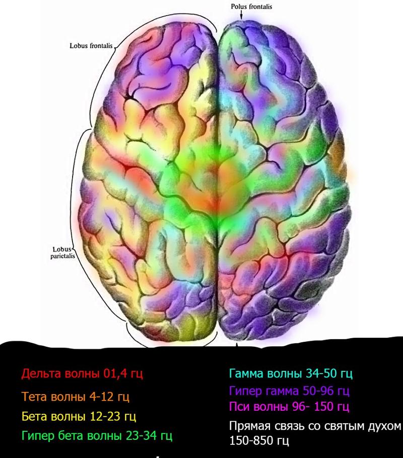 Волны мозга. Альфа бета гамма тета волны частоты мозга. Волновая активность мозга. Колебания головного мозга. Ритмы мозга.
