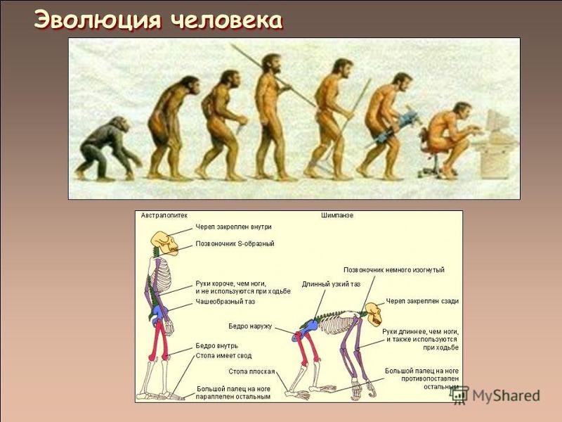 Название стадий человека. Схема развития человека от обезьяны. Эволюция человека. Развитие человека. Этапы эволюции обезьяны в человека.