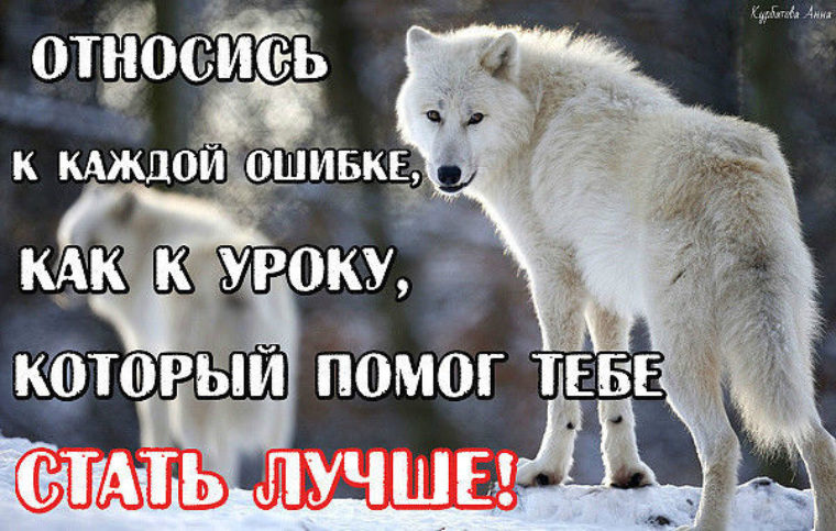 Ошибаться быть сильнее. Волк не ошибается. Цитаты волка про ошибки. Душа волка. Цитаты Волков про ошибки.