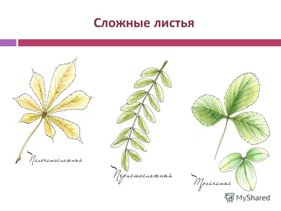 Название растения листья простые. Сложные листья. Простые и сложные листья. Сложные листья рисунок. Простые и сложные листья примеры.