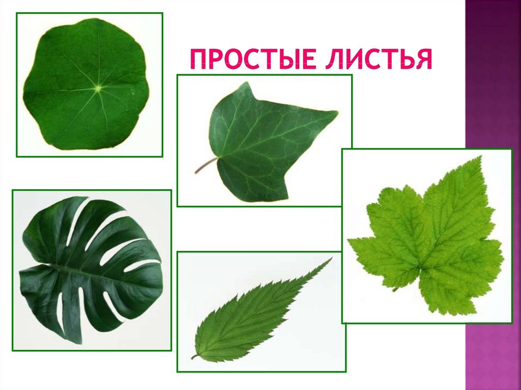 Простые листья могут быть. Простые листья. Простые и сложные листья. Растения с простыми листьями. Простые и сложные листья растений.