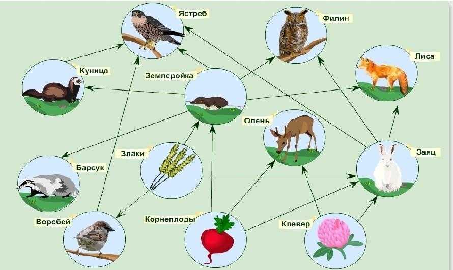 На рисунке изображен связи животного с окружающей средой сова