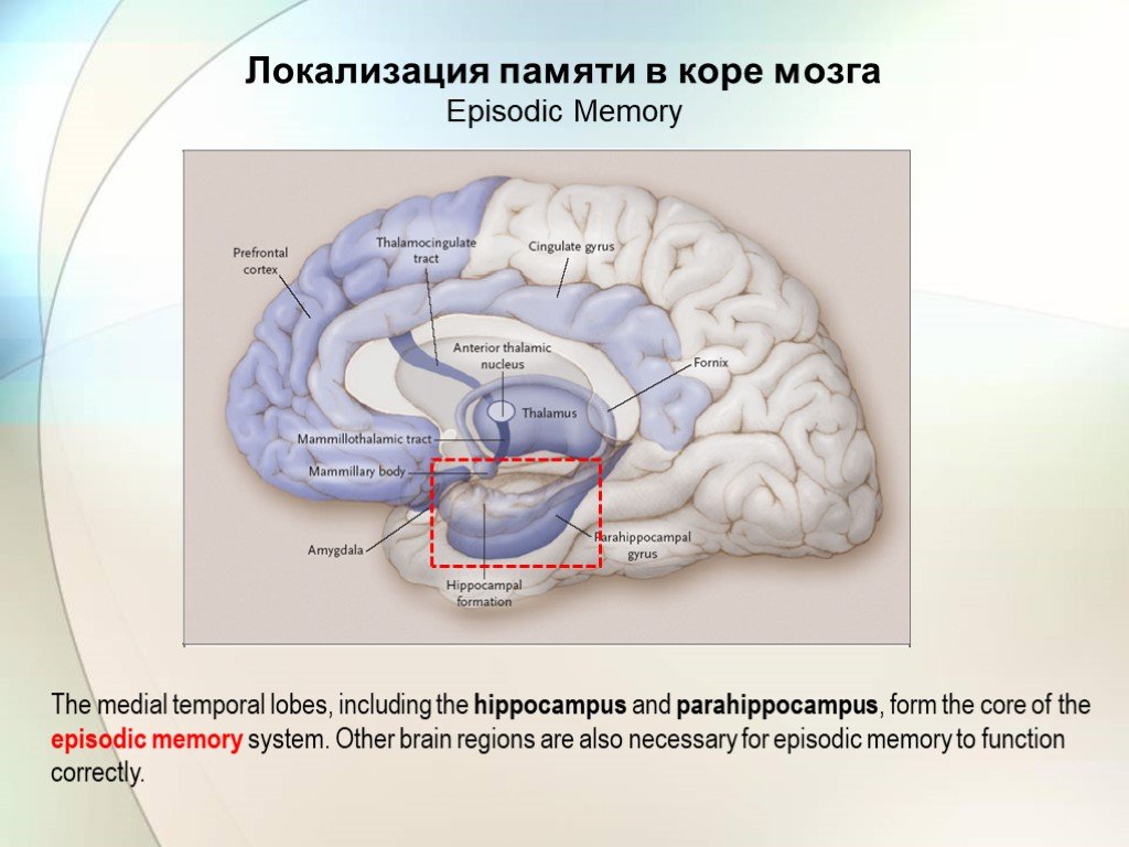 Сколько в мозгах памяти