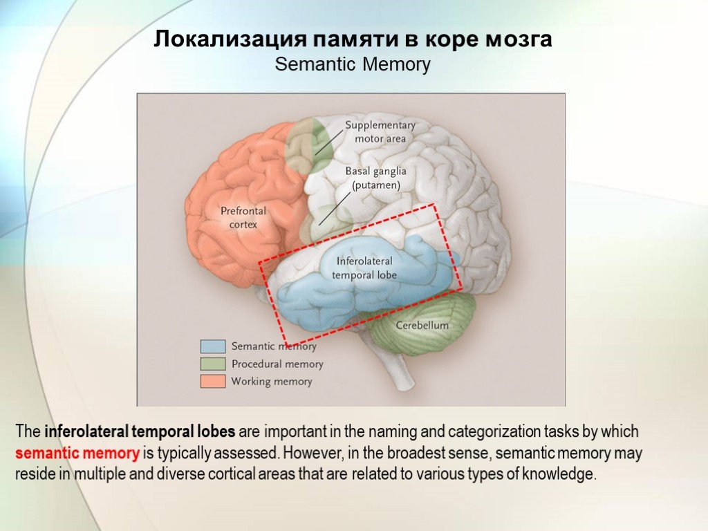 Память в каком отделе мозга. Локализация памяти. Зона памяти в мозге. Локализация памяти в головном мозге. Центр кратковременной памяти в головном мозге.