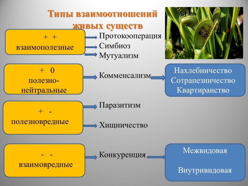 Разделите типы взаимоотношений организмов на соответствующие группы. Типы взаимодействий между организмами. Типы взаимоотношений живых организмов паразитизм. Взаимосвязи между живыми организмами. Типы взаимоотношений хищничество паразитизм.