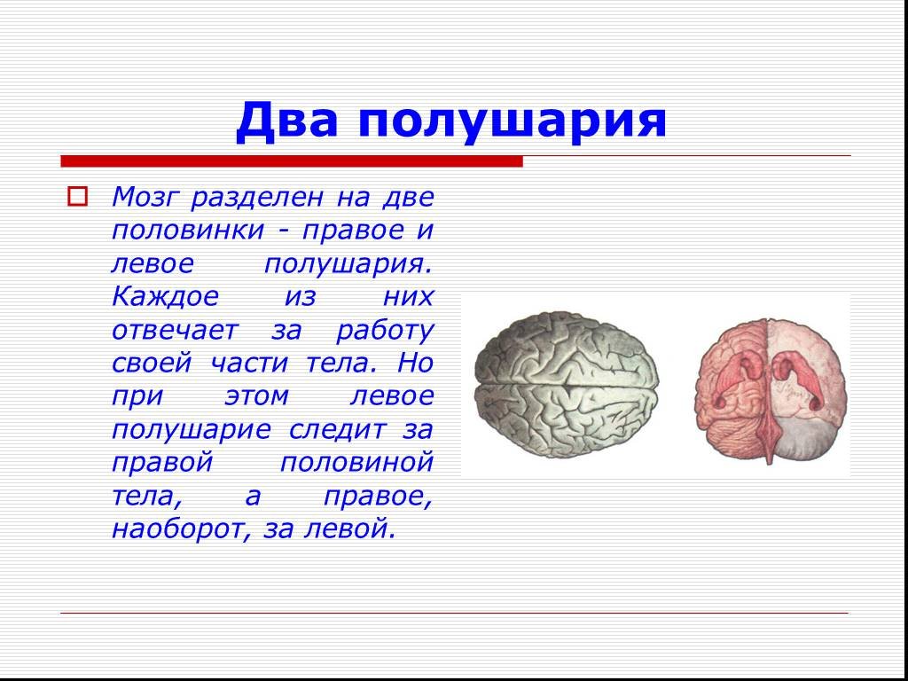 Левая гемисфера головного мозга. Два полушария мозга. Мозг человека полушария. Мозг разделен на два полушария. Головной мозг 2 полушария.