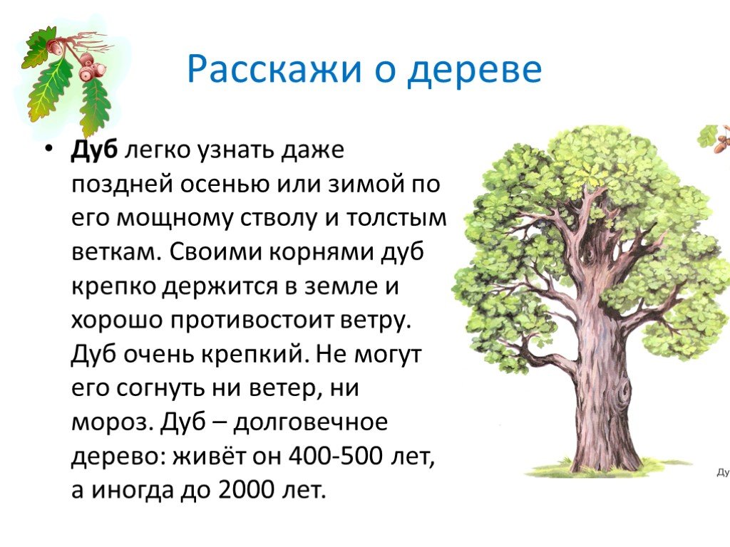 Дерево придумать слова. Рассказ о дубе. Информация о деревьях. Сообщение о дереве. Дуб дерево описание.