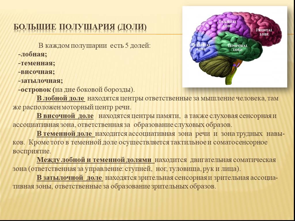 Общий план строения коры больших полушарий головного мозга