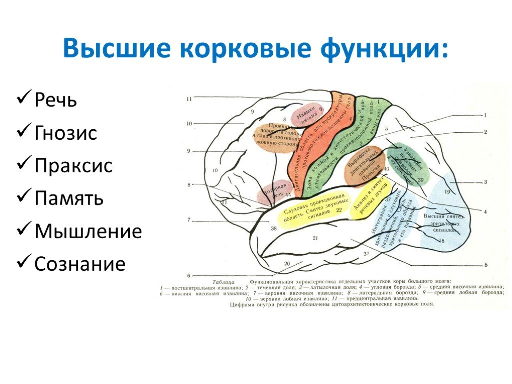 Локализация функций головного. Локализация функций в коре головного мозга неврология. Корковые функции головного мозга. Корковые функции головного. Высшие мозговые и корковые функции.
