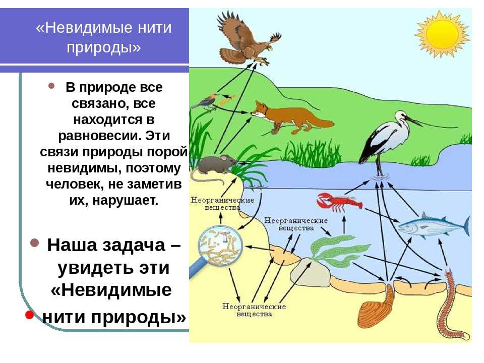 Существуют связи между живой. Взаимосвязи в природе. Примеры связей в природе. Взаимосвязь в природе примеры. Невидимые нити впприроде.