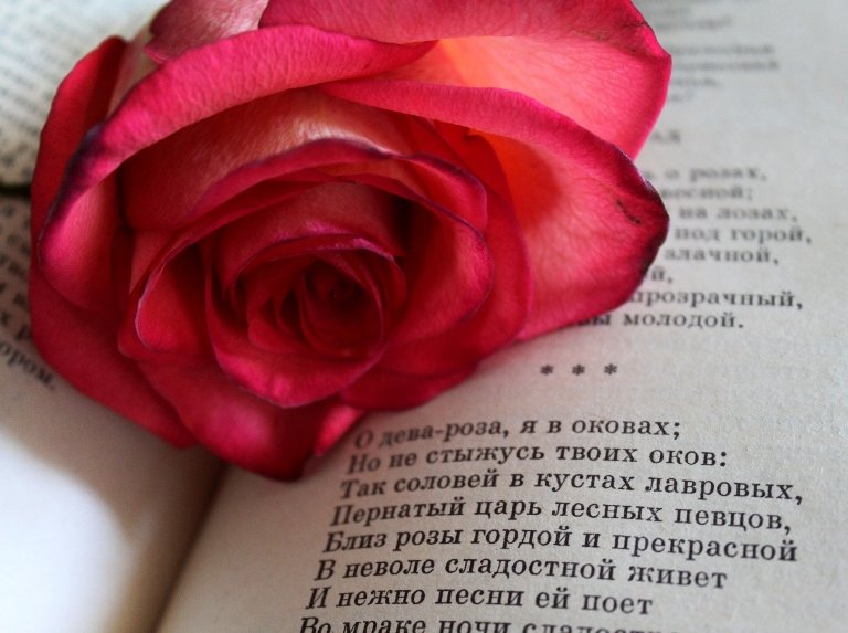 Красивые розы стихи. Стих про розу. Красивые высказывания о розах. Красивые цитаты про розы. Красивые четверостишья про розы.
