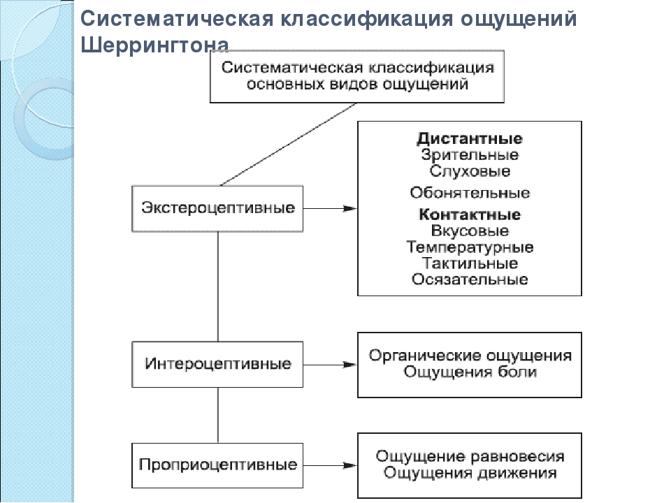 Система ощущений. Чарльз Шеррингтон классификация ощущений. Систематическая классификация ч. Шеррингтона. Классификация ощущений (по ч. Шеррингтону). Схема классификация ощущений в психологии.