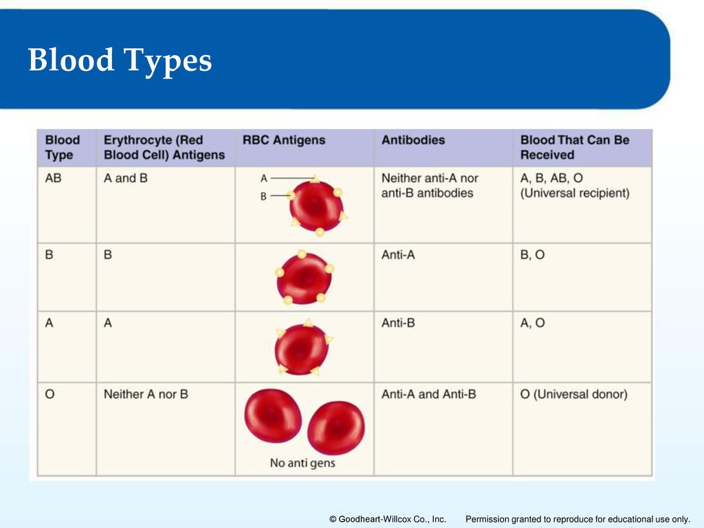 Крови каких наций. Статистика групп крови. Type a кровь. Blood Type. Редкость групп крови.