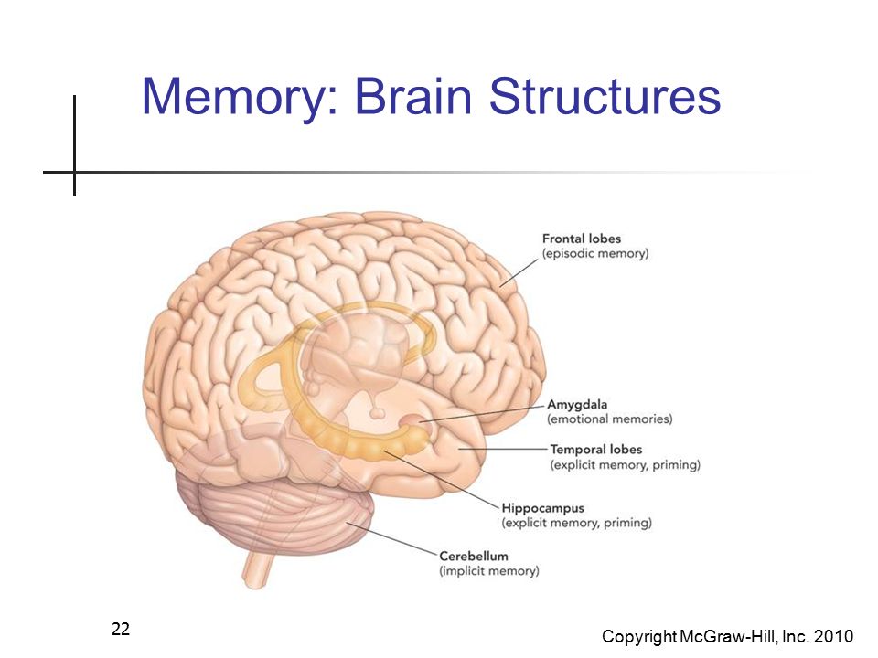 Memory structures Brain. Memory of Humans Brains. Мозг и память человека. Structure of Memory.
