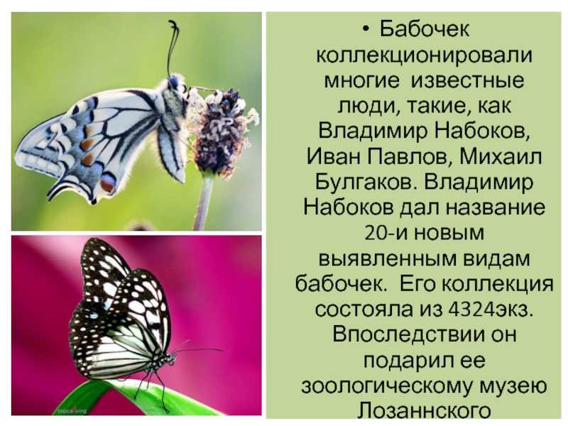 Бабочка составить слова. Набоков коллекция бабочек. Высказывания о бабочках. Афоризмы про бабочек.