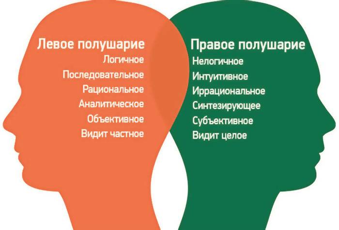 Левое и правое полушарие презентация