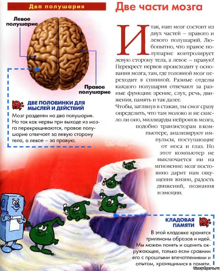 На сколько изучен мозг