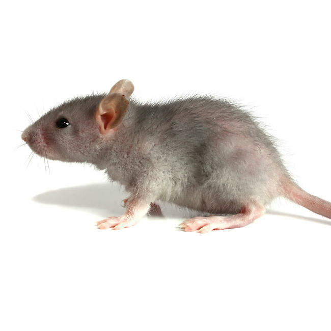 Мышь рост. Мышь в профиль. Крыса в профиль. Серая мышь. Мышка серая.