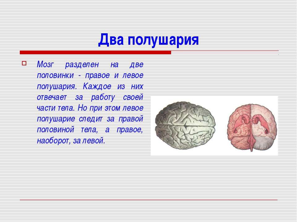 В переднем мозге полушария отсутствуют. Два полушария мозга. Левое и правое полушарие мозга. Мозг разделен на два полушария. Мозг человека левое и правое полушарие.