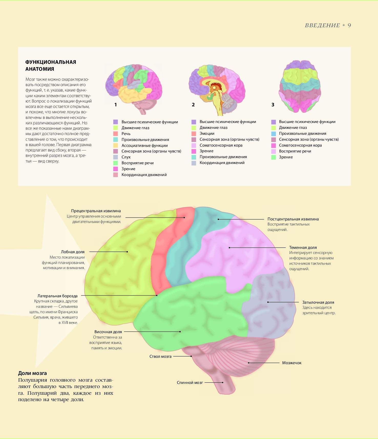 Доли мозга расположение. Зоны мозга. Функциональные зоны мозга. Зоны человеческого мозга. Участки мозга.