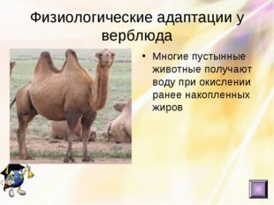 Физиологические адаптации у верблюда Многие пустынные животные получают воду