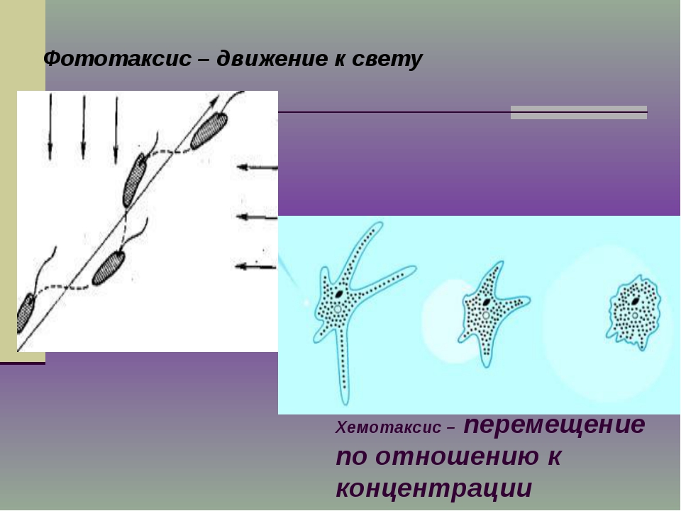 Хемотаксис это. Фототаксис и хемотаксис. Таксис хемотаксис фототаксис. Раздражимость простейших. Таксисы у простейших.