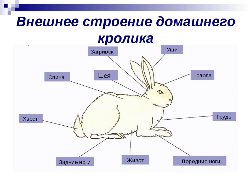 На рисунке изображена связь животного с окружающей средой заяц