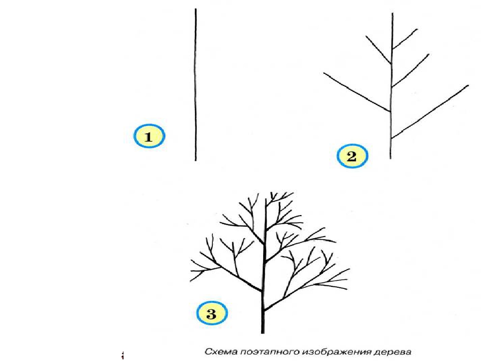 Схематическое изображение деревьев